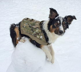 ForceK9.com MOLLE K9 Vest Customer Brook, Aussie Heeler/Shepard