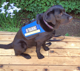 ForceK9.com MOLLE K9 Vest Customer Nia, Black Labrador