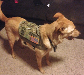 ForceK9.com MOLLE K9 Vest Customer Otto, Golden Retriever